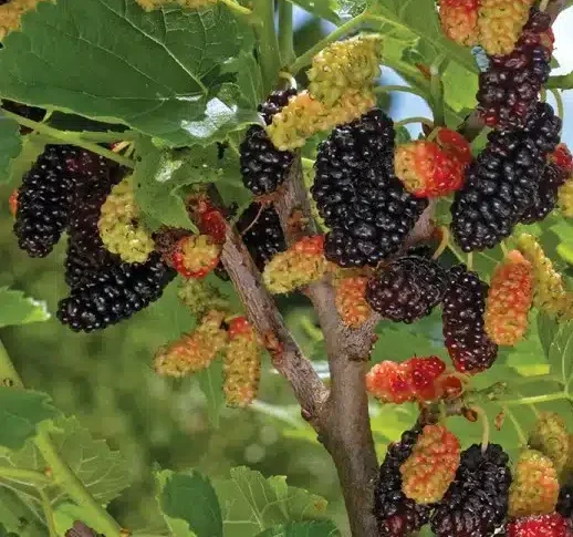 Fruits rouges et noirs du mûrier Gerardi Dwarf sur l’arbre