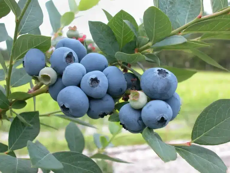 Fruits bleus de la myrtille américaine Sweetheart sur l’arbuste