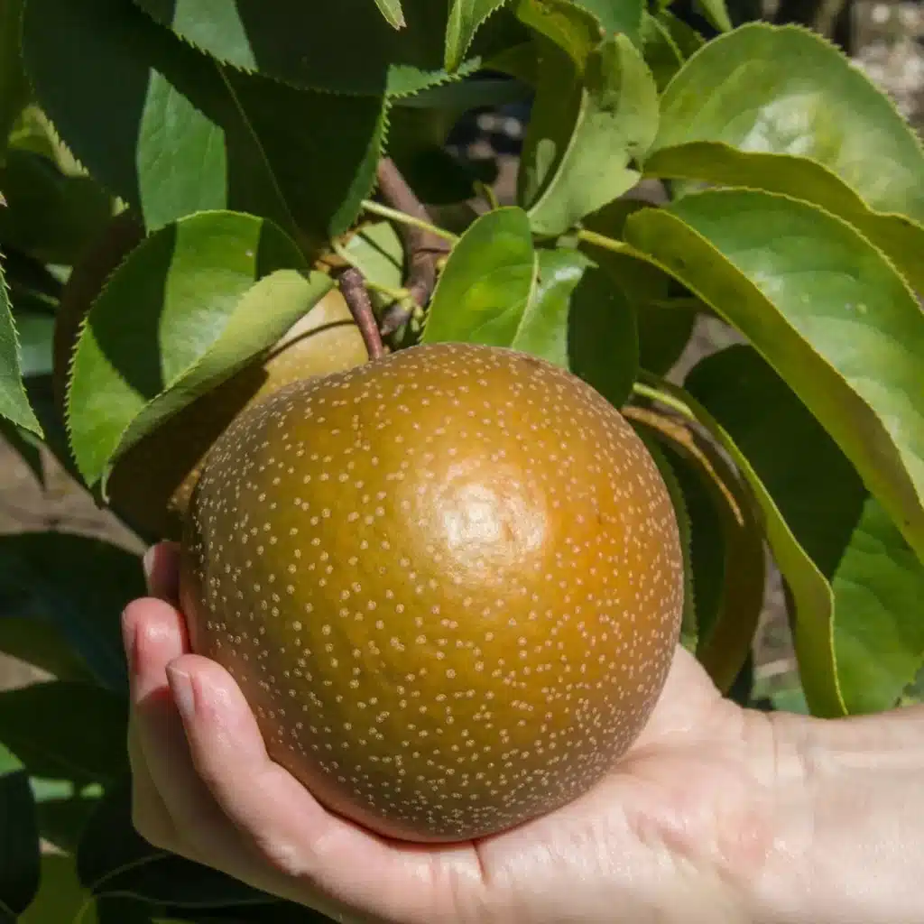 Nashi Korean Giant, gros fruit bronze tenu dans la main