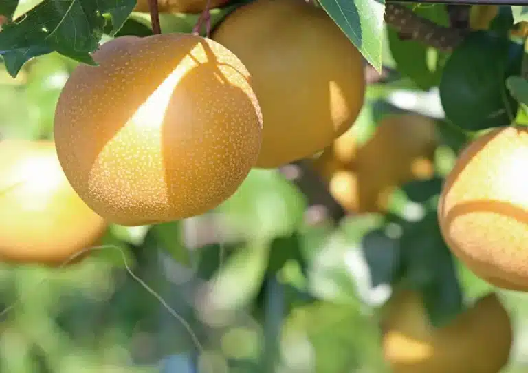 Fruits jaunes du nashi Nijisseiki mûrs sur l’arbre