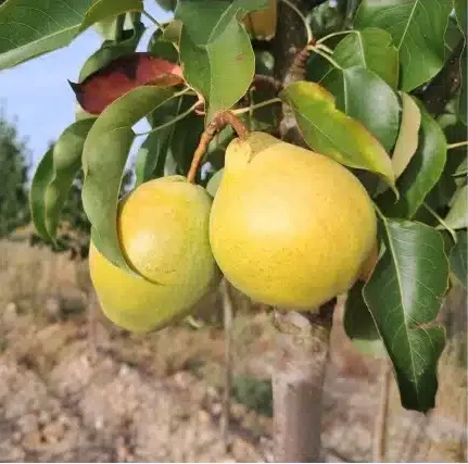 Fruits du nashi x poirier Pandora jaunes sur l’arbre