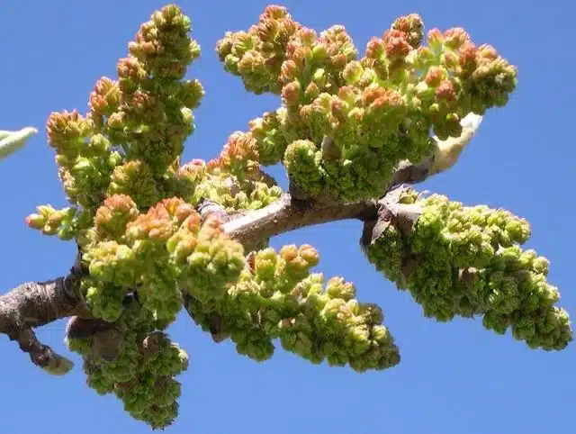 Floraison du pistachier mâle Randy pollinisateur
