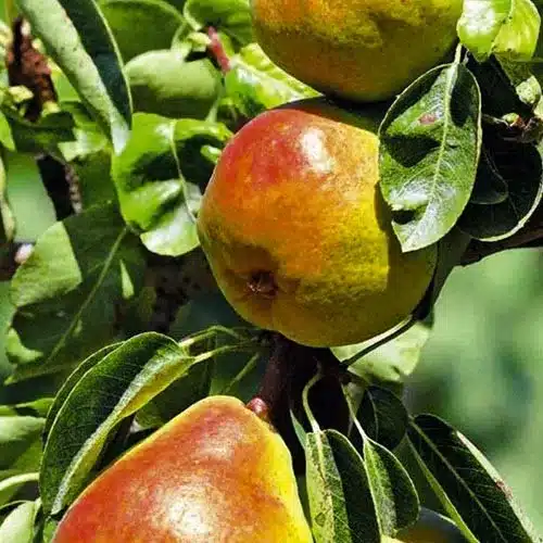 Poire Petite Cuillère (Cucchiaino) mûrissant sur l’arbre