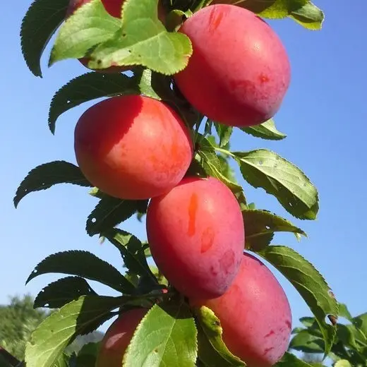 Fruits du prunier de Sibérie Kometa sur l'arbre