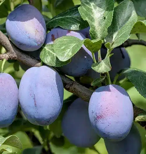 Grosses prunes Haganta bleu violet sur l’arbre