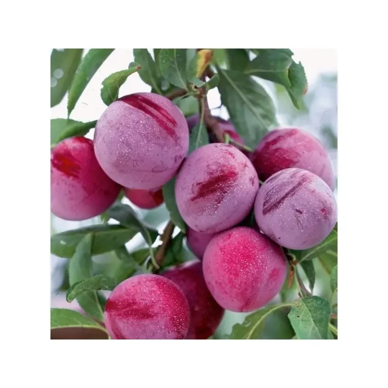 Prunes Santa Rosa rouges et violettes sur l’arbre