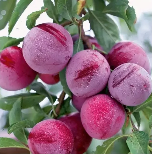 Prunes Santa Rosa rouges et violettes sur l’arbre