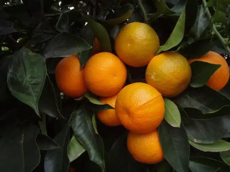 Fruits du Tacle Alkantara mûrs sur l’arbre Titre : Tacle Alkantara® – fruits