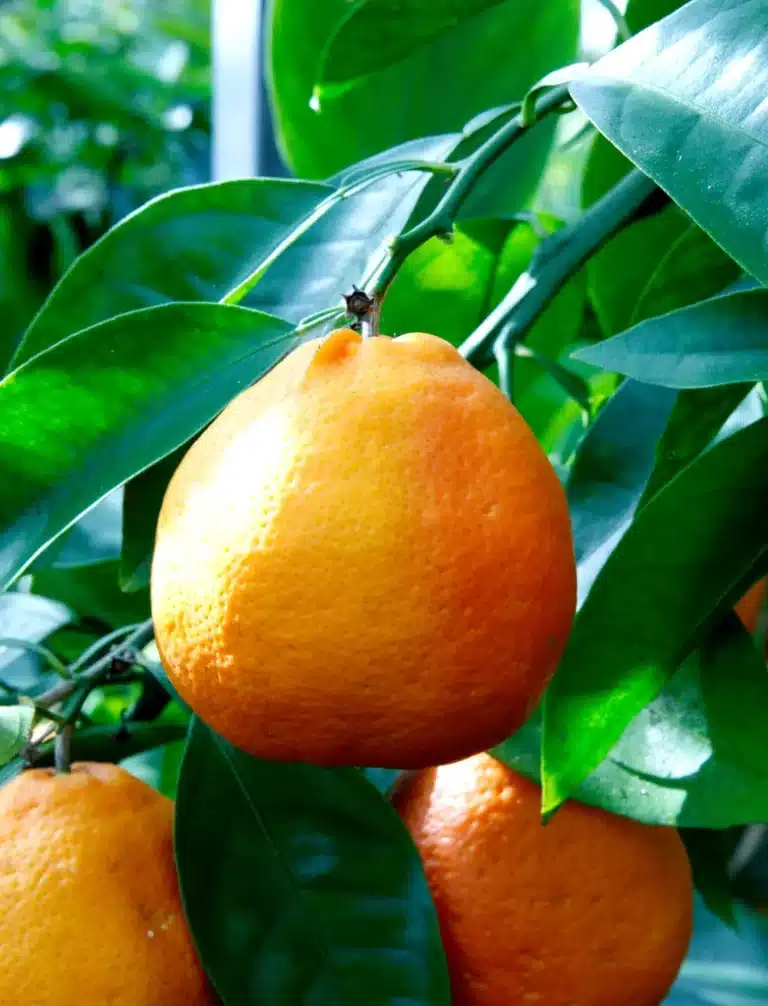 Fruit du tangelo Minneola orange avec col caractéristique