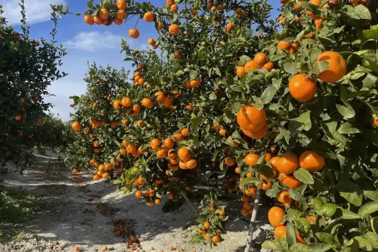 Mandarinier Nova Clemenvilla chargé de fruits orange mûrs