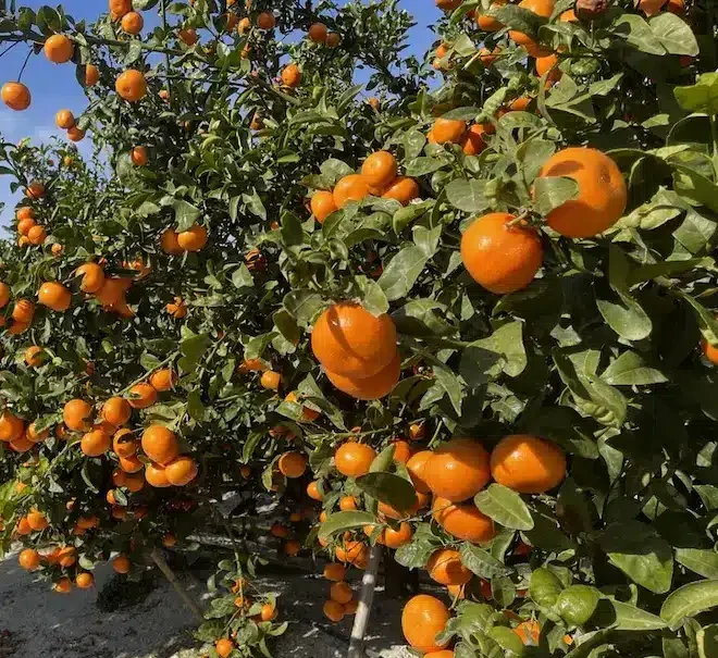 Mandarinier Nova Clemenvilla chargé de fruits orange mûrs